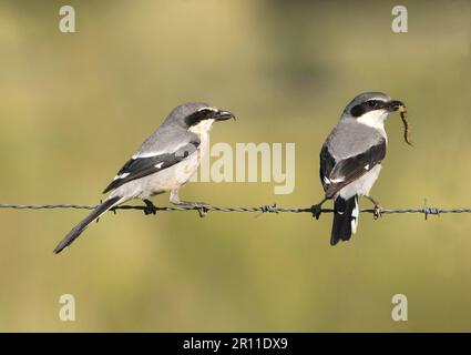 Great Grey Shrike (Lanius excubitor meridionalis), Erwachsenenpaar auf Stacheldraht, weiblich mit Tausendfüßler-Beute, Extremadura, Spanien Stockfoto