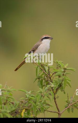 Isabelline Shrike (Lanius isabellinus), Singvögel, Tiere, Vögel, Isabelline Shrike, Hoch Oben Stockfoto