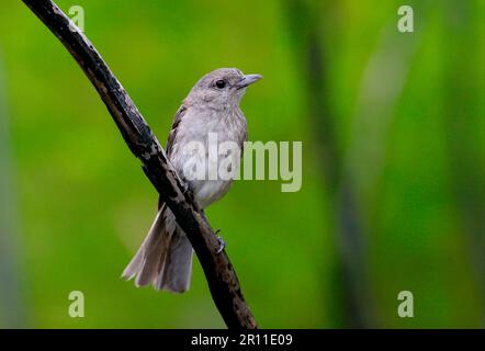 Graue Riesenstürze (Colluricincluding harmonica), Graue Riesenstürze, graue Riesenstürze, weibliche hoch oben stehend, Singvögel, Tiere, Vögel Stockfoto
