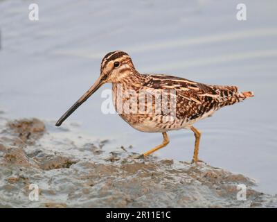 Gewöhnlicher Snipe (Gallinago gallinago), Erwachsener, Futtersuche im Schlamm am Ufer, Hongkong, China Stockfoto