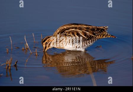 Wilson's Snipe (Gallinago gallinago delicata) Fütterung in Wasser, Bosque, New Mexico (U.) S.A. Stockfoto