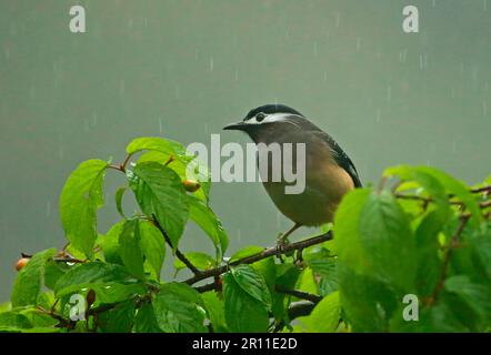 Weißohr-Sibia (Heterophasia auricularis), Erwachsener, sitzt bei Regen im Obstbaum, Dasyueshan National Forest, Taiwan Stockfoto