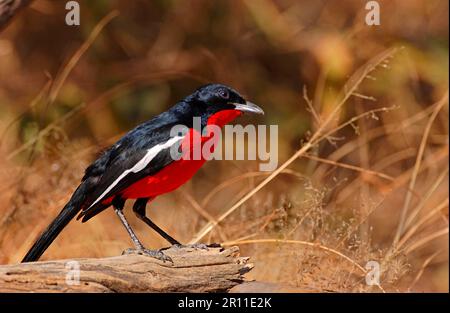 Purpurrote Schricke, Rotbauch-Schrick, Singvögel, Tiere, Vögel, Purpurbrust Gonolek (Laniarius atrococcineus), Erwachsener, Etosha, Namibia Stockfoto