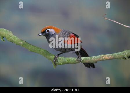 Rotschwanzkröte, Rotschwanzkröte, Korviden, Singvögel, Tiere, Vögel, Rotschwanzlachende Thrush (Garrulax milnei) hoch oben Stockfoto