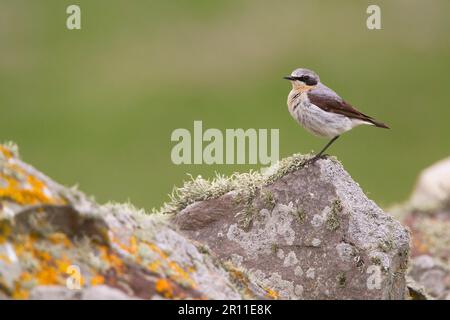 Nördlicher nördlicher Weizenkopf (Oenanthe oenanthe), männlicher Erwachsener, sitzt auf einer mit Lichen bedeckten Trockenmauer, Shetland Islands, Schottland, Vereinigtes Königreich Stockfoto