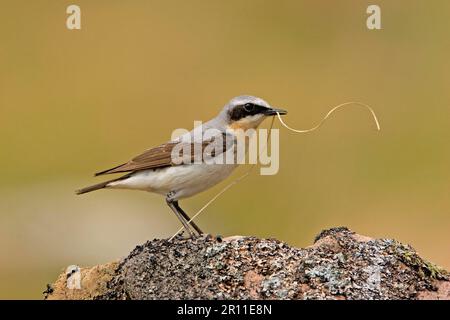 Northern wheatear (Oenanthe oenanthe), männlich, auf Felsen stehend, Nistmaterial sammelt, Schottland, Vereinigtes Königreich Stockfoto