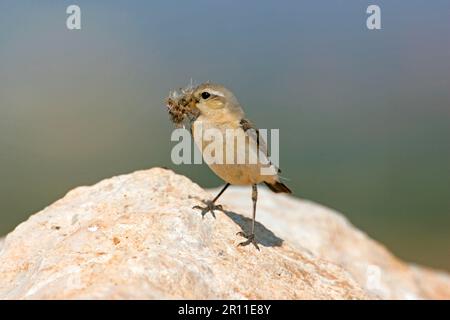 Northern Wheatear (Oenanthe oenanthe), weiblich, sammelt Nestmaterial, westliche Türkei Stockfoto