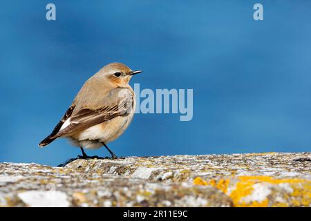 Nördlicher nördlicher Weizenkopf (Oenanthe oenanthe), Erwachsene Frau, an der Wand stehend, Warwickshire, England, Vereinigtes Königreich Stockfoto