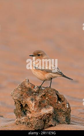 Desert Wheatear (Oenanthe deserti), weiblich, auf einem Felsen am Strand, Lincolnshire, England, Großbritannien Stockfoto