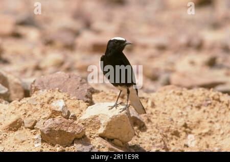 Weißkronen-Weidekopf, Sahara-Weidekopf, Singvögel, Tiere, Vögel, Weiß-gekrönter Black Wheatear (Oenanthe Leucopyga) Jordan Stockfoto