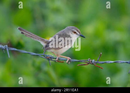 Graubrustprinia, Singvögel, Tiere, Vögel, Graubrustprinia (Prinia hodgsonii), Erwachsener, auf Stacheldrahtzaun, Sri Lanka Stockfoto