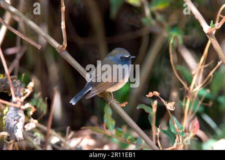 Zimtschnäpper, Zimtschnäpper, Singvögel, Tiere, Vögel, Rupus-Gorgeted Flycatcher (Ficedula strophiata) hoch oben Stockfoto