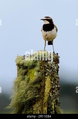 Earth Wheatear, Singvögel, Tiere, Vögel, verdeckter Wheatear (Oenanthe pileata livingstonii), Erwachsener, auf einem mit Flechten überzogenen Zaunpfahl, Kenia Stockfoto