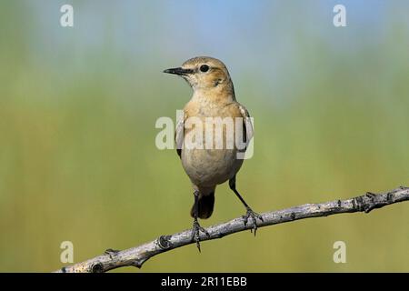 Isabelline Wheatear (Oenanthe isabellina), Erwachsene, hoch oben auf dem Zweig, Bulgarien Stockfoto