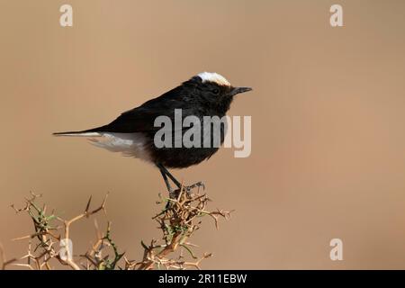 Erwachsener weißer Kronenkranz (Oenanthe leucopyga), sitzt auf Dornbusch, Marokko Stockfoto