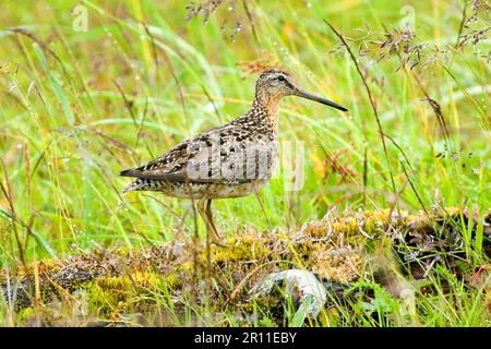 Adulte wilson-Snipe (Gallinago delicata), die zwischen feuchter utricularia ochroleuca (U.) (U.) S. A. Sommer steht Stockfoto