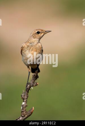 Isabelline Wheatear (Oenanthe isabellina), Isabelline wheatear, Singvögel, Tiere, Vögel, Isabelline Wheatear juvenile, hoch oben auf dem Zweig, Bulgarien Stockfoto