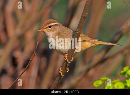 Radde's Warbler (Phylloscopus schwarzi), Singvögel, Tiere, Vögel, Radde's Warbler Erwachsener, Hoch oben auf dem Zweig, Hebei, China Stockfoto