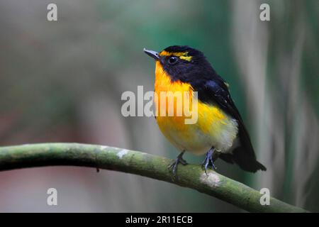 Narcissus Fliegenfänger (Ficedula narcissina), Narcissus Fliegenfänger, Singvögel, Tiere, Vögel, Narcissus Flycatcher männlich, hoch oben auf Po Toi Stockfoto