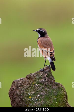 Earth Wheatear, Singvögel, Tiere, Vögel, geschlossene Wheatear (Oenanthe pileata livingstonii), Erwachsener, auf Felsen stehend, Kenia Stockfoto