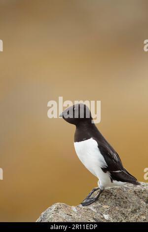 Little Auk (alle) Erwachsener, Sommerzucht, mit voller Ernte, auf Felsen stehend, Svalbard Stockfoto