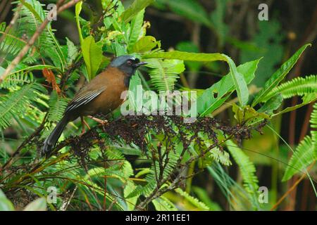 Weißohr-Jay, Weißohr-Jay, Weißohr-Jay, Korviden, Singvögel, Tiere, Vögel, Schwarzkehlkopf-Laughingthrush (Garrulax chinensis monachus) Stockfoto