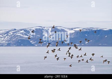 Little Auk (Alle) Erwachsene, Sommerzucht, Herde im Flug über Fjord Habitat, Spitzbergen, Svalbard Stockfoto