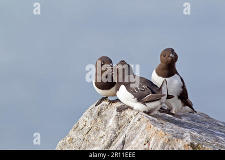 Little Auk (alle) drei Erwachsene, Sommerzucht, Streit auf Felsen in der Zuchtkolonie Spitzbergen, Svalbard Stockfoto