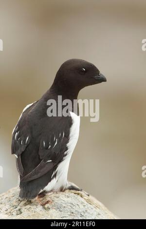 Little Auk (alle) Erwachsener, Sommerzucht, auf Felsen sitzend, Spitzbergen Stockfoto