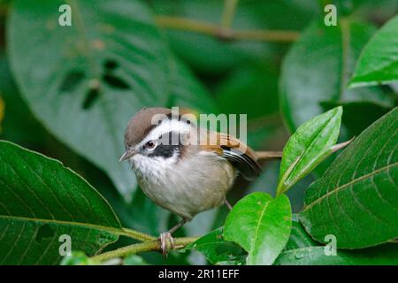 Weißbraun-Fulvetta, Weißbraun-Fulvetta, Singvögel, Tiere, Vögel, Weißbraun-Fulvetta (Alcippe vinipectus), Erwachsener, aufrecht stehend, Cangshan, Yunnan Stockfoto