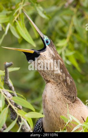 Anhingas, American Darters (Anhinga anhinga), Ruderfeet, Animals, Birds, Anhinga, Weiblich in Zucht Gefieder ruft an Stockfoto