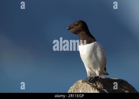 Little Auk (alle) Erwachsener, Sommerzucht, mit voller Ernte, auf Felsen stehend, Svalbard Stockfoto