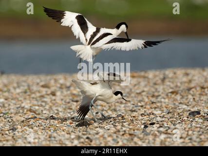 Recurvirostra avocetta, schwarzer Avocet (Recurvirostra avosetta), Tiere, Vögel, Waders, Eurasian Avocet zwei Erwachsene, kämpfen, Texel Stockfoto