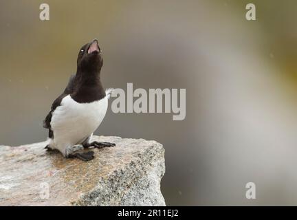 Little Auk (alle) Erwachsener, Sommerfreude, Anruf, hoch oben auf Felsen, Spitzbergen Stockfoto