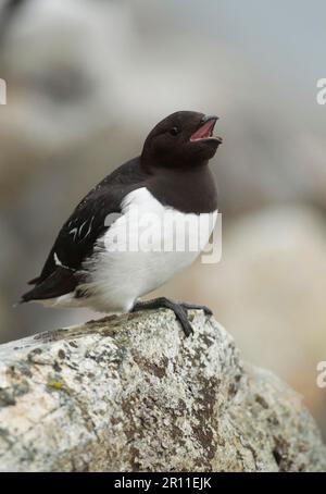 Little Auk (alle) Erwachsener, Sommerfreude, Anruf, hoch oben auf Felsen, Spitzbergen Stockfoto