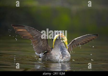 Rhinoceros Auklet (Cerorhinca monocerata), ausgewachsen, Zuchthupfer, mit Fisch im Schnabel, Flügel auf dem Wasser ausstreuen, Oregon (U.) S. A. Stockfoto