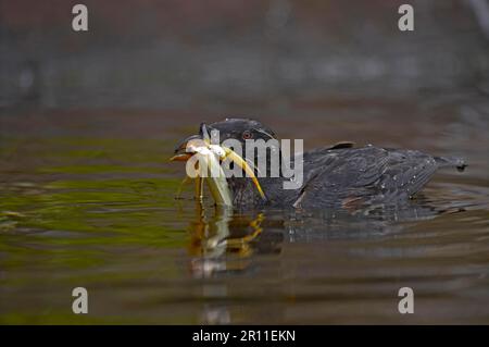 Rhinoceros Auklet (Cerorhinca monocerata), ausgewachsen, Zuchthupfer, mit Fisch im Schnabel, Schwimmen, Oregon (U.) S.A. Stockfoto