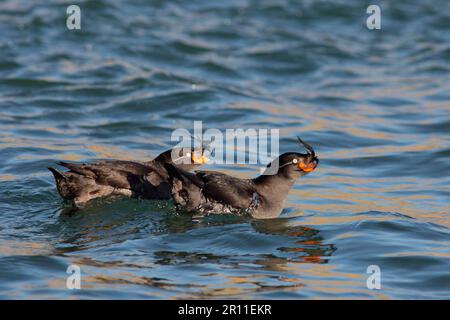 Schamauklet (Aethia cristatella) zwei Erwachsene, Schwimmen im Wasser der Caldera, Yankicha Insel, Kuril Inseln, Oblast Okhotsk, Sachalin Stockfoto