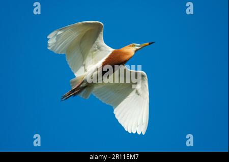 Javanereiher (Ardeola speciosa) Erwachsener, Zuchtfeder, im Flug, Chaloem Phrakiat N. P. Thailand Stockfoto