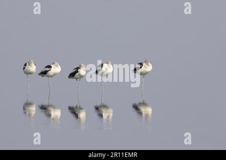 American Avocet (Recurvirostra americana) fünf Erwachsene, Winterzucht, im flachen Wasser mit Reflexionen, Merrit Island N. W. R. Florida Stockfoto