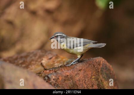 Bananaquit (Coereba flaveola) juvenile, nähert sich Trinkbecken, Puerto Iguazu, Misiones, Argentinien Stockfoto