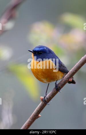 Rupus-brüstendes Bush-Robin (Tarsiger Hyperythrus), männlich, hoch oben auf dem Zweig, Arunachal Pradesh, Indien Stockfoto