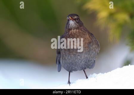 European Blackbird (Turdus merula), weiblich, im schneebedeckten Garten stehend, Chirnside, Berwickshire, Schottland, Vereinigtes Königreich Stockfoto