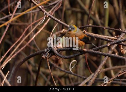 Goldschnabelfink (Pyrrhoplectes epauletta), weibliche Erwachsene, sitzt auf einem Ast, Eaglenest Wildlife Sanctuary, Arunachal Pradesh, Indien Stockfoto