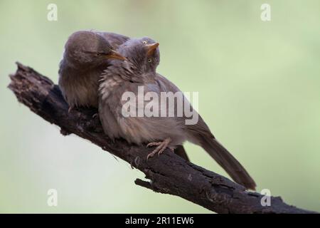 Dschungelbabbler, Dschungelbabbler, Singvögel, Tiere, Vögel, Dschungelbabbler (Turdoides striatus) Erwachsenenpaar, gegenseitiges Preening, hoch oben auf Keolade Stockfoto