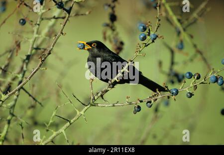 Blackbird, Blackbird, Blackbirds (Turdus merula), Blackbirds, Singvögel, Tiere, Vögel, Europäischer Blackbird männlich, Fütterung von Schlehen Stockfoto