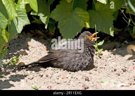 Europäischer Ameisenbär (Turdus merula), männlicher Erwachsener, Sonnenbaden im Gemüsegarten, Johannisbeerbusch, England, Vereinigtes Königreich Stockfoto