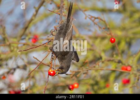 Europäischer Blackbird (Turdus merula), männlich, Fütterung von Krabbenfrüchten, Norfolk, England, Vereinigtes Königreich Stockfoto