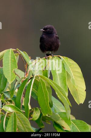 Moorchat, Moorchat, Singvögel, Tiere, Vögel, Rattenbarsch (Saxicola caprata burmanica), männlich, hoch oben in einem Baum, Nordthailand Stockfoto