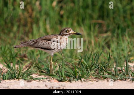 Wasserdickknie (Burhinus vermiculatus), Wasserdarter, Tiere, Vögel, Waders, Water Dikkop Erwachsener, am Flussufer, Okavango Delta, Botswana Stockfoto